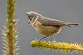 Grey-crested Tit Lophophanes dichrous dichroides