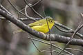 Grey-crowned Warbler Phylloscopus tephrocephalus