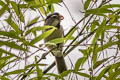 Grey-headed Parrotbill Paradoxornis gularis fokiensis