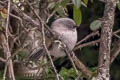 Grey-hooded Fulvetta Fulvetta cinereiceps cinereiceps