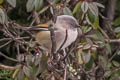 Grey-hooded Fulvetta Fulvetta cinereiceps cinereiceps