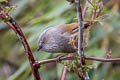 Grey-hooded Fulvetta Fulvetta cinereiceps cinereiceps