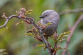 Grey-hooded Fulvetta Fulvetta cinereiceps cinereiceps