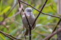 Grey-hooded Fulvetta Fulvetta cinereiceps cinereiceps