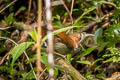 Grey-sided Scimitar Babbler Erythrogenys swinhoei