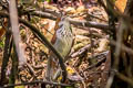 Grey-sided Scimitar Babbler Erythrogenys swinhoei