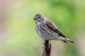 Grey-streaked Flycatcher Muscicapa griseisticta