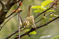 Hartert's Leaf Warbler Phylloscopus goodsoni fokiensis