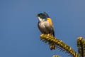 Himalayan Bluetail Tarsiger rufilatus rufilatus