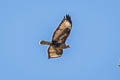 Himalayan Buzzard Buteo refectus