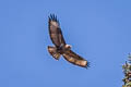 Himalayan Buzzard Buteo refectus