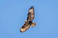 Himalayan Buzzard Buteo refectus