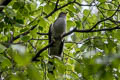 Himalayan Cuckoo Cuculus saturatus