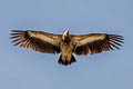 Himalayan Vulture Gyps himalayensis (Himalayan Griffon)