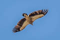 Himalayan Vulture Gyps himalayensis (Himalayan Griffon)