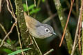 Huet's Fulvetta Alcippe hueti hueti