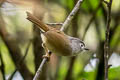 Huet's Fulvetta Alcippe hueti hueti