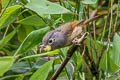 Huet's Fulvetta Alcippe hueti hueti