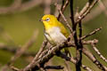 Indian White-eye Zosterops palpebrosus palpebrosus