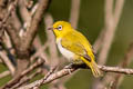 Indian White-eye Zosterops palpebrosus palpebrosus