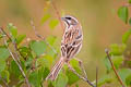 Jankowski's Bunting Emberiza jankowskii (Rufous-backed Bunting)