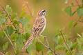 Jankowski's Bunting Emberiza jankowskii (Rufous-backed Bunting)