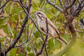 Jankowski's Bunting Emberiza jankowskii (Rufous-backed Bunting)