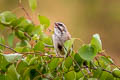 Jankowski's Bunting Emberiza jankowskii (Rufous-backed Bunting)