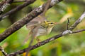 Kloss's Leaf Warbler Phylloscopus ogilviegranti ogilviegranti