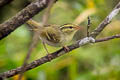 Kloss's Leaf Warbler Phylloscopus ogilviegranti ogilviegranti