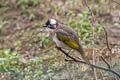 Light-vented Bulbul Pycnonotus sinensis sinensis (Chinese Bulbul)