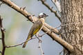 Light-vented Bulbul Pycnonotus sinensis sinensis (Chinese Bulbul)