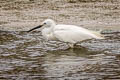 Little Egret Egretta garzetta garzetta