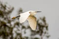 Little Egret Egretta garzetta garzetta