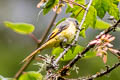 Long-tailed Minivet Pericrocotus ethologus yvettae