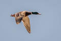 Mallard Anas platyrhynchos platyrhynchos