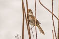 Manchurian Bush Warbler Horornis canturians canturians