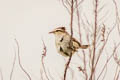 Manchurian Bush Warbler Horornis canturians canturians