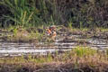 Mandarin Duck Aix galericulata