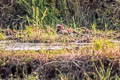 Mandarin Duck Aix galericulata