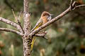 Mountain Bulbul Ixos mcclellandii holtii