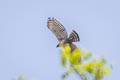 Mountain Hawk-Eagle Nisaetus nipalensis nipalensis