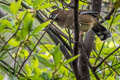 Moustached Laughingthrush Ianthocincla cineracea cineracea (Ashy Laughingthrush)