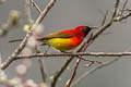 Mrs. Gould's Sunbird Aethopyga gouldiae dabryii