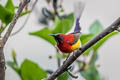 Mrs. Gould's Sunbird Aethopyga gouldiae dabryii