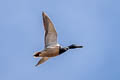 Northern Shoveler Spatula clypeata