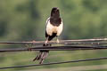 Oriental Magpie Pica serica serica