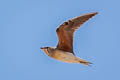 Oriental Pratincole Glareola maldivarum