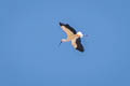 Oriental Stork Ciconia boyciana