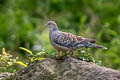 Oriental Turtle Dove Streptopelia orientalis orientalis